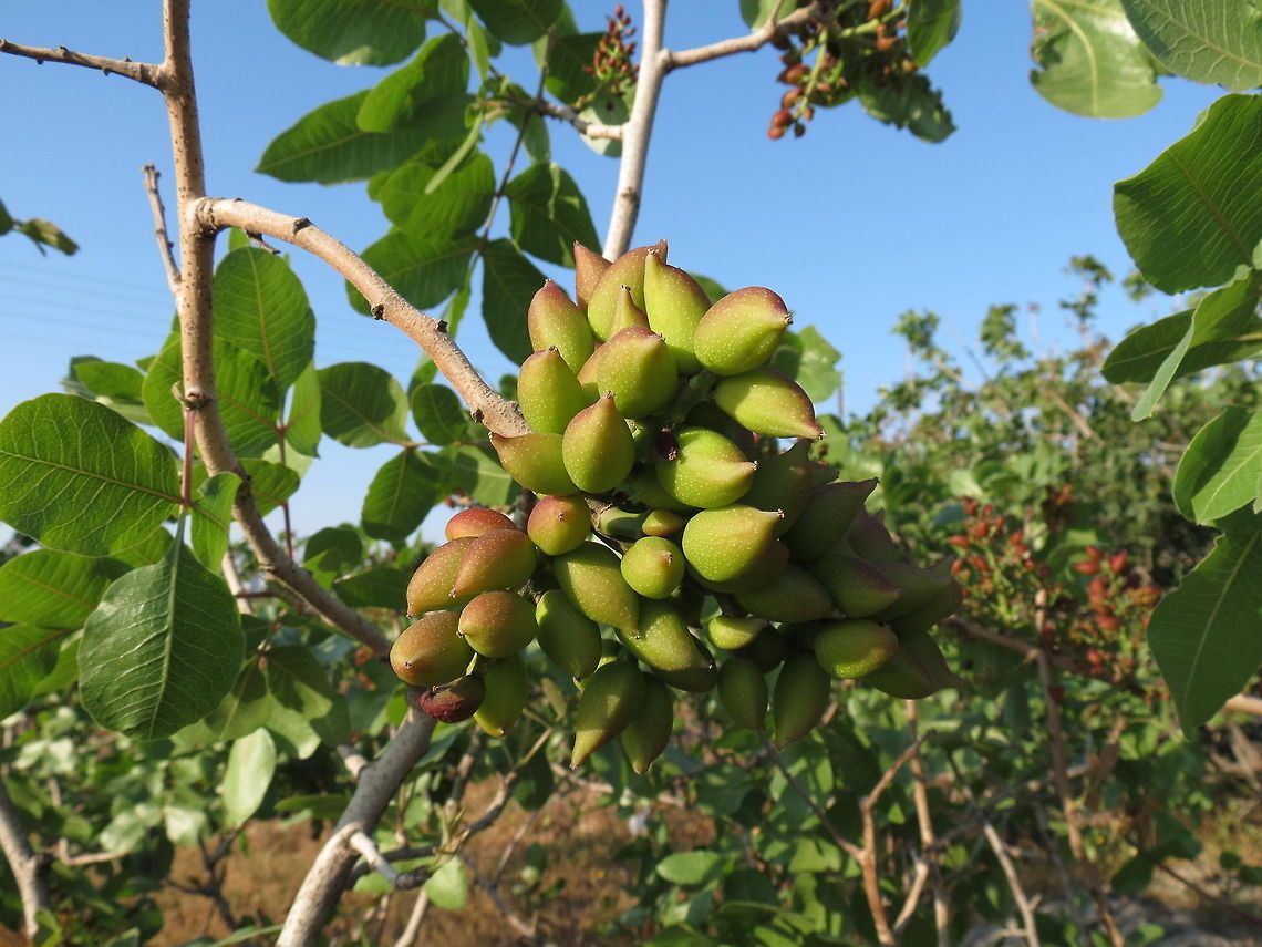Pistachio  Pistacia vera,Santorini,greece