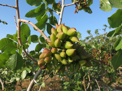 Pistachio  Pistacia vera,Santorini,greece