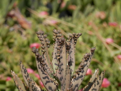 Mother of Thousands  Kalanchoe daigremontiana,Santorini,greece