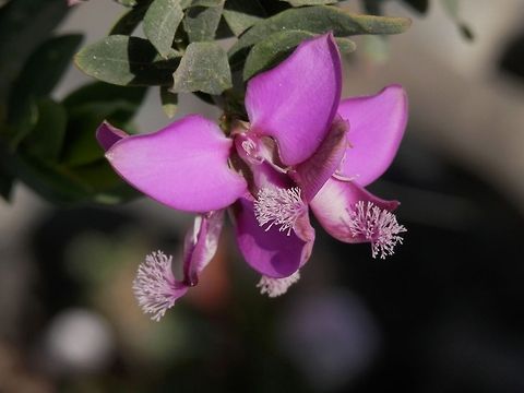 Myrtle-leaf Milkwort or Sweet Pea Shrub  Geotagged,Greece,Myrtle-leaf Milkwort,Polygala myrtifolia,Santorini,Spring,greece