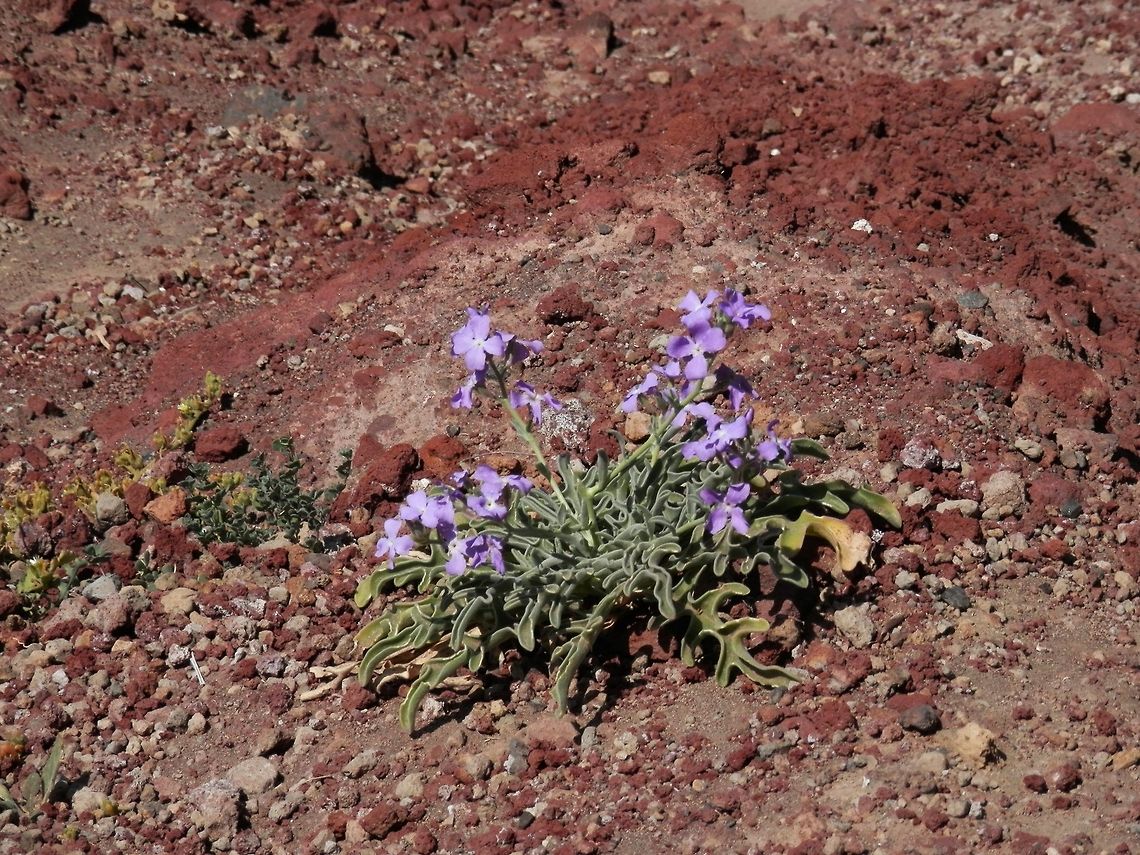 Sea Stock (Matthiola sinuata)  Geotagged,Greece,Matthiola sinuata,Santorini,Sea Stock