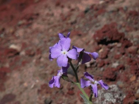 Sea Stock (Matthiola sinuata) close-up  Geotagged,Greece,Matthiola sinuata,Santorini,Sea Stock,Spring