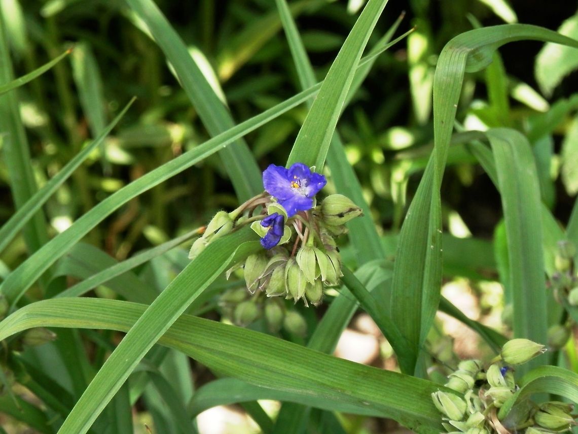 Virginia spiderwort  Macedonia (FYROM),Tradescantia virginiana,Virginia spiderwort