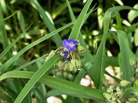 Virginia spiderwort  Macedonia (FYROM),Tradescantia virginiana,Virginia spiderwort