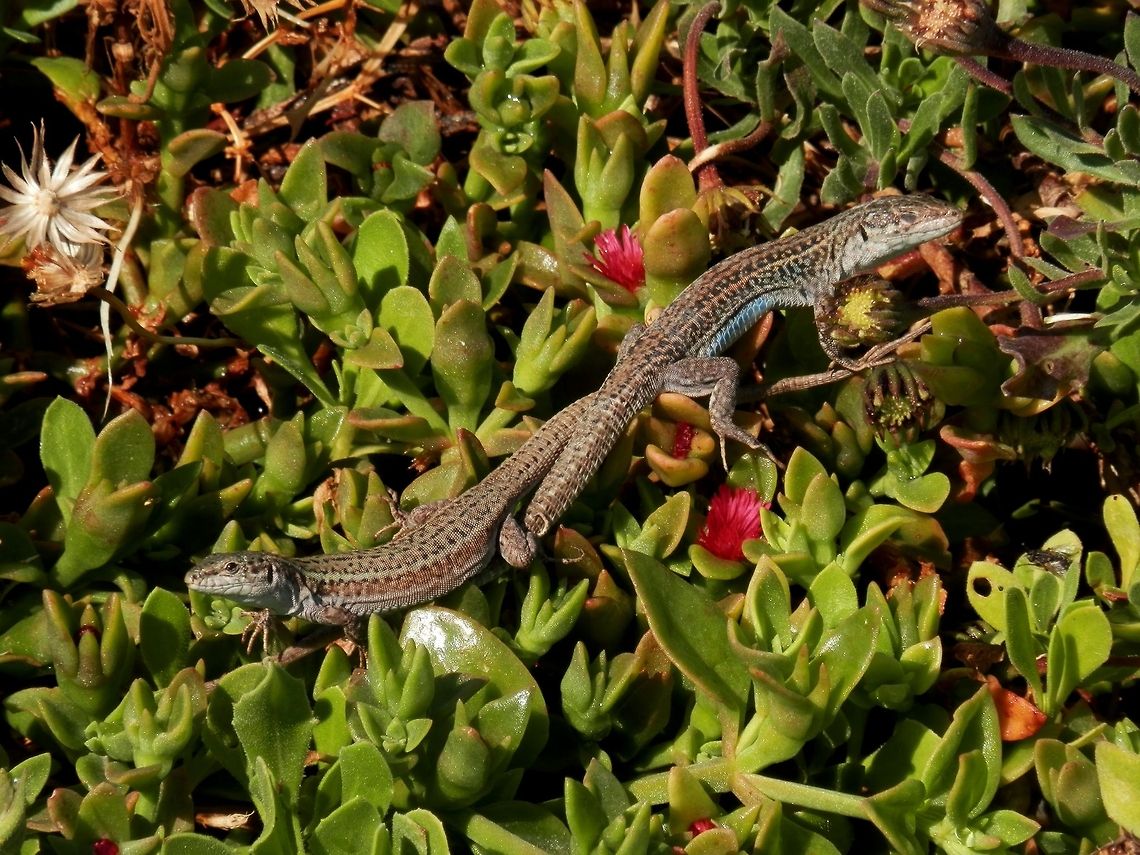 Erhard's wall lizard couple  Erhards Wall Lizard,Geotagged,Greece,Podarcis erhardii,Santorini