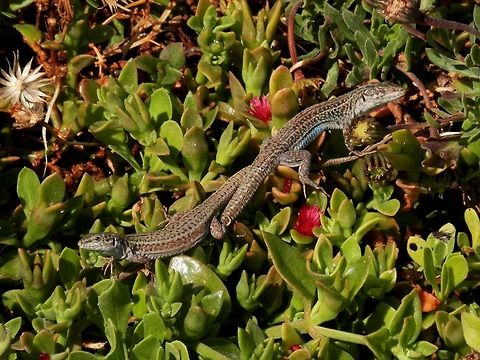 Erhard's wall lizard couple  Erhards Wall Lizard,Geotagged,Greece,Podarcis erhardii,Santorini
