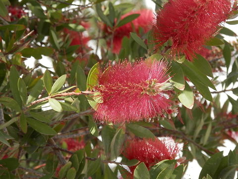 Crimson Bottlebrush  Callistemon citrinus,Crimson Bottlebrush,Santorini,greece