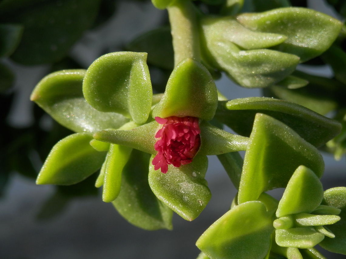 Baby Sun Rose  Aptenia cordifolia,Santorini,greece