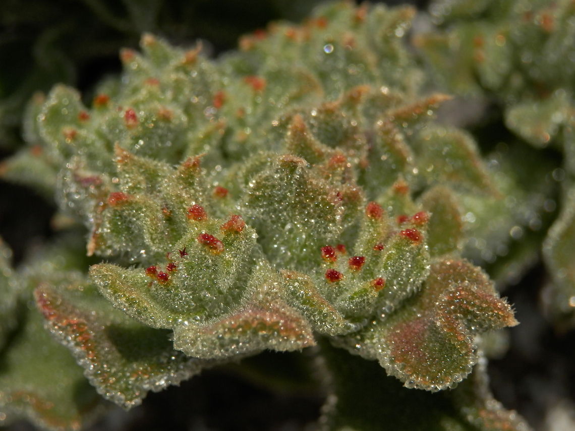 Crystalline iceplant  Common ice plant,Mesembryanthemum crystallinum,Santorini,greece