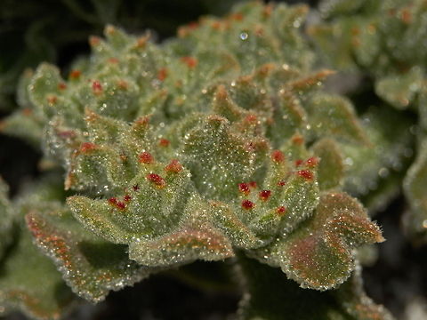 Crystalline iceplant  Common ice plant,Mesembryanthemum crystallinum,Santorini,greece