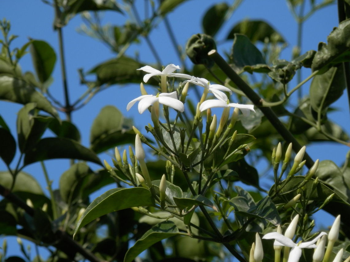 Azores Jasmine  Jasminum azoricum,Santorini,greece