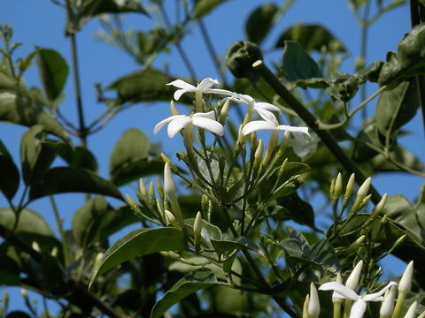 Azores Jasmine  Jasminum azoricum,Santorini,greece