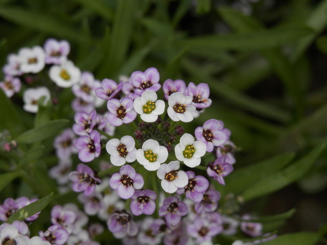 Sweet Alyssum  Lobularia maritima,Macedonia (FYROM)