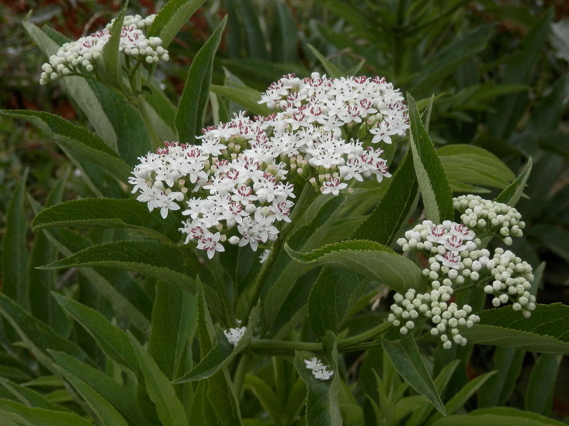 Dwarf Elder  European dwarf elder,Sambucus ebulus
