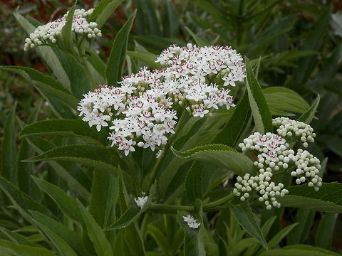 Dwarf Elder  European dwarf elder,Sambucus ebulus