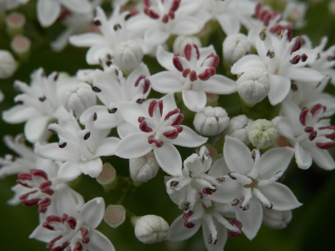 Dwarf Elder  European dwarf elder,Sambucus ebulus