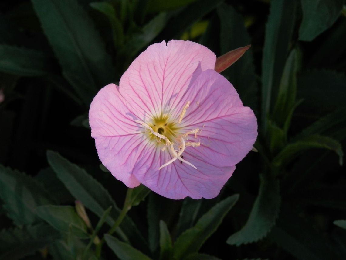 Pink evening primrose  Oenothera speciosa