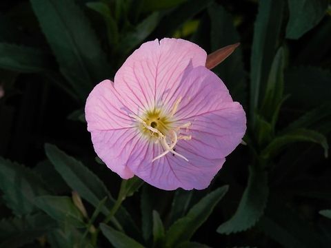 Pink evening primrose  Oenothera speciosa