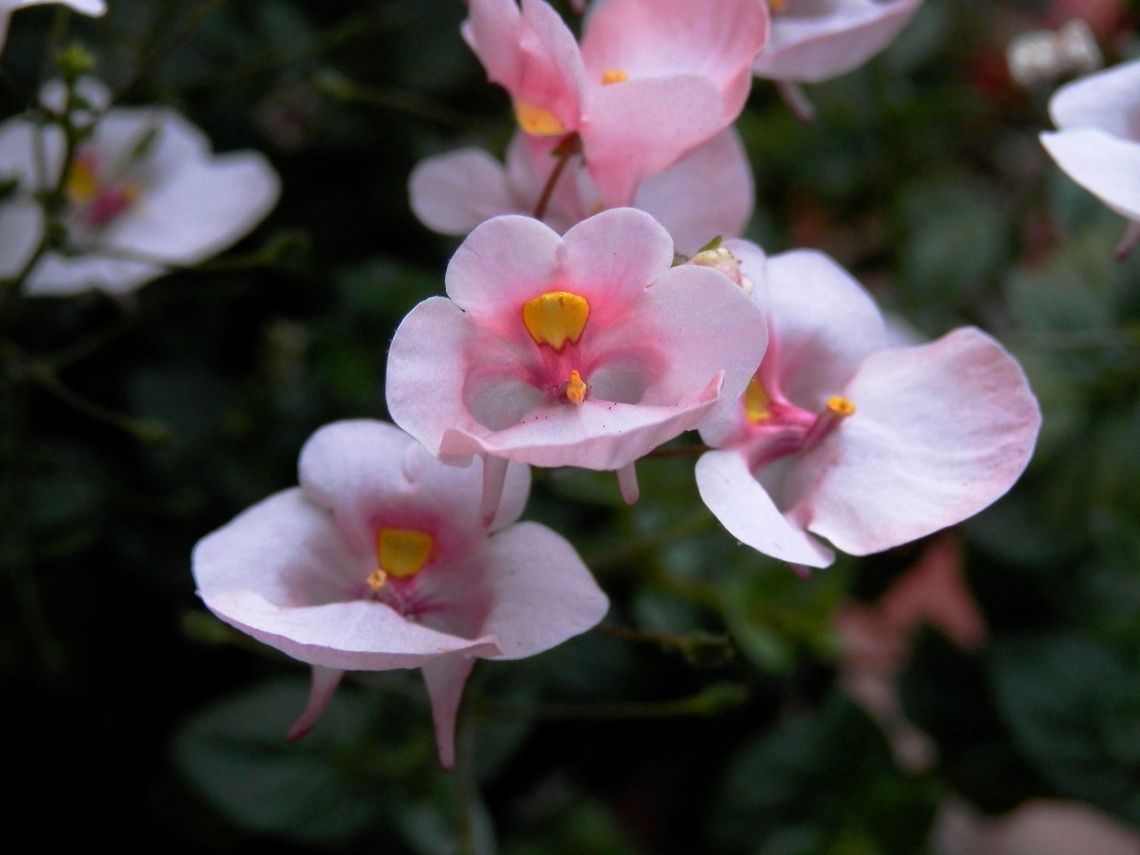 Twinspur  Diascia integerrima,Twinspur