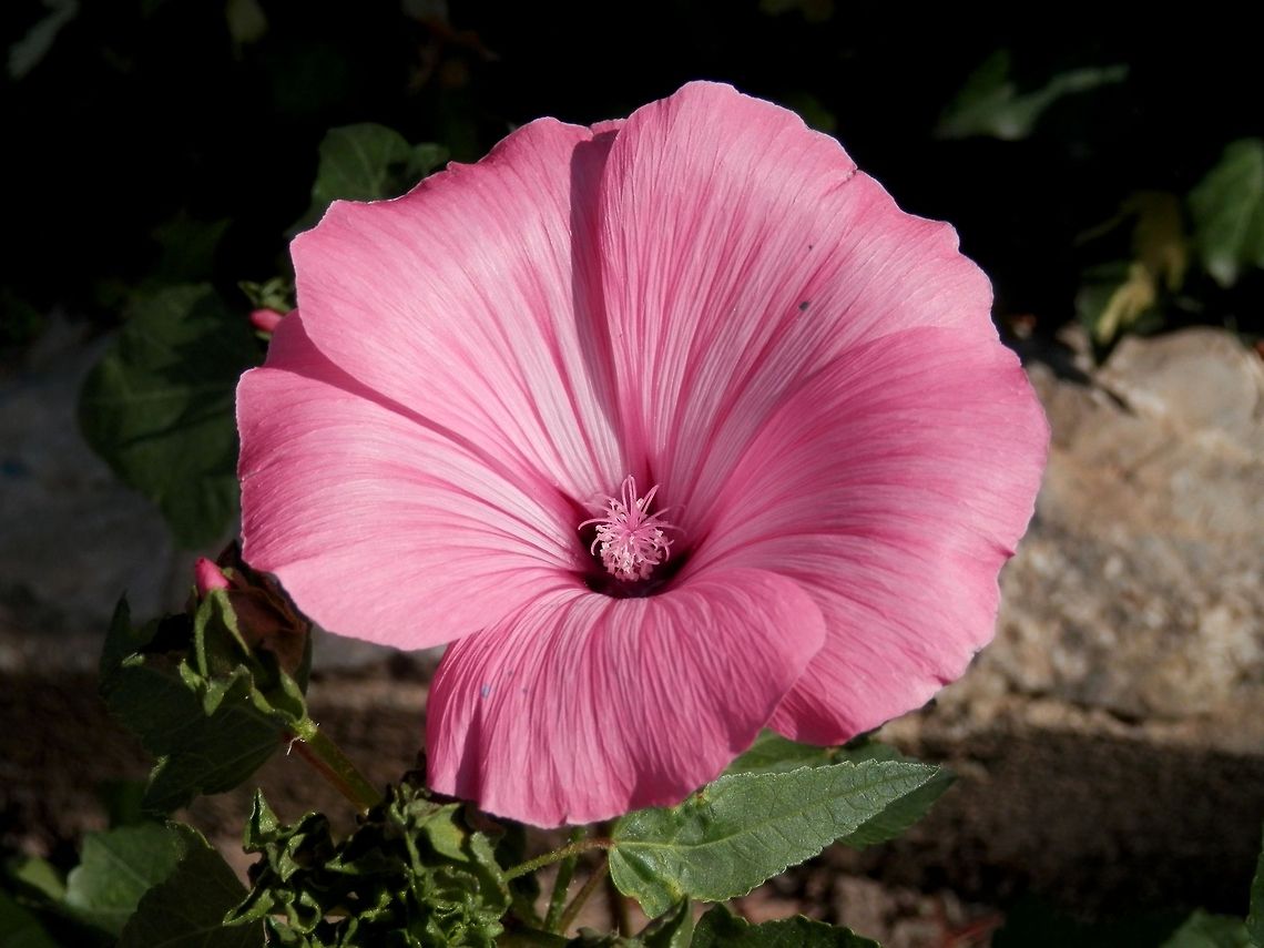 Rose Mallow  Annual Mallow,Lavatera trimestris