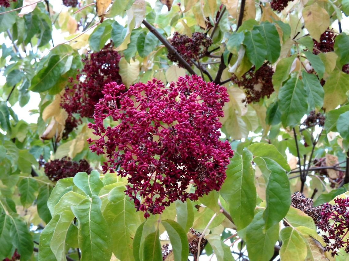 Fruiting Beebee Tree  T. daniellii,Tetradium daniellii