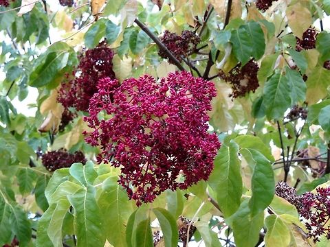 Fruiting Beebee Tree  T. daniellii,Tetradium daniellii