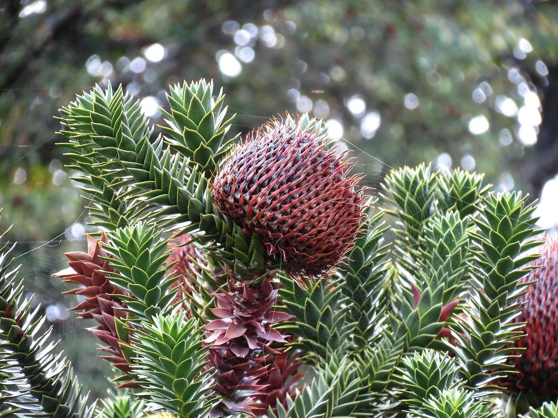 Monkey Puzzle tree with spider web  Araucaria araucana