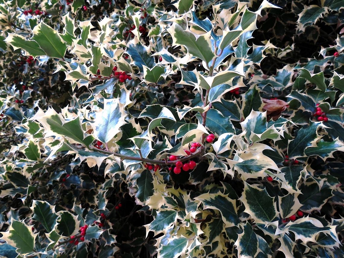 Holly  France,Ilex aquifolium