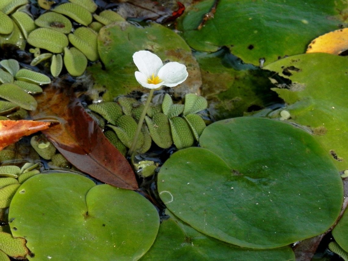 European Frog-Bit There is some floating fern around it. Bulgaria,Hydrocharis morsus-ranae,Srebarna Nature Reserve