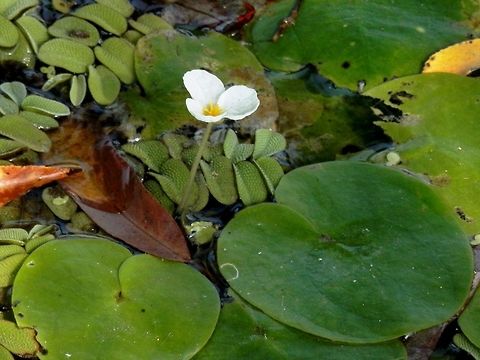 European Frog-Bit There is some floating fern around it. Bulgaria,Hydrocharis morsus-ranae,Srebarna Nature Reserve