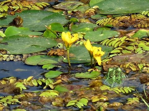 Yellow Floating-hearts There is a frog head next to it and some floating fern around it. Bulgaria,Geotagged,Nymphoides peltata,Srebarna Nature Reserve