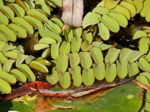 Floating fern There is a little spider on the leaves - can you see it? Bulgaria,Geotagged,Salvinia natans,Srebarna Nature Reserve
