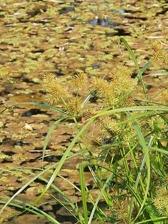 Fragrant flatsedge  Bulgaria,Cyperus odoratus,Srebarna Nature Reserve