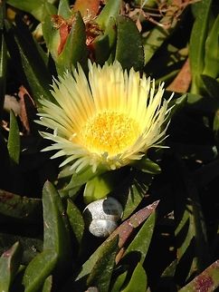 Sour fig  Carpobrotus edulis,Greece,Santorini