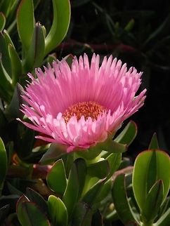 Elands Sour fig  Carpobrotus acinaciformis,Greece,Santorini