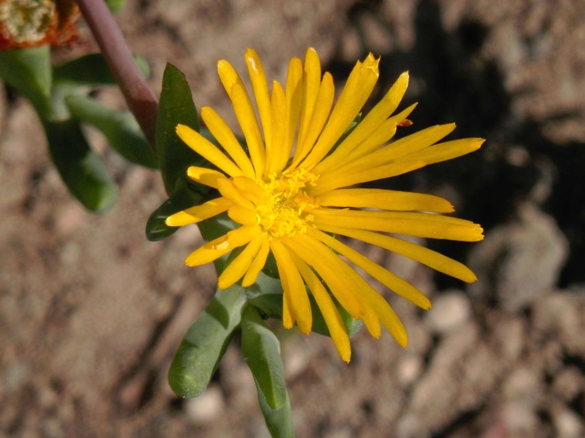Lampranthus explanatus  Lampranthus explanatus
