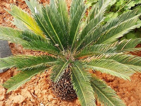 Sago Palm Sago Palm has palm-like leaves but is not a true palm. Cycas revoluta