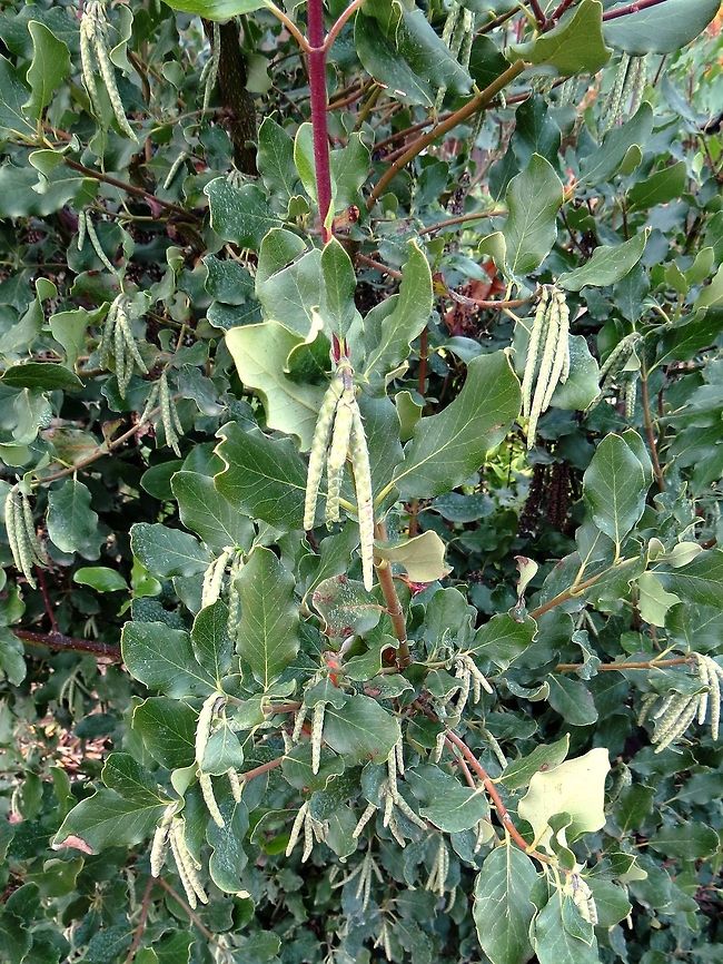 Silk Tassel Bush  Garrya elliptica