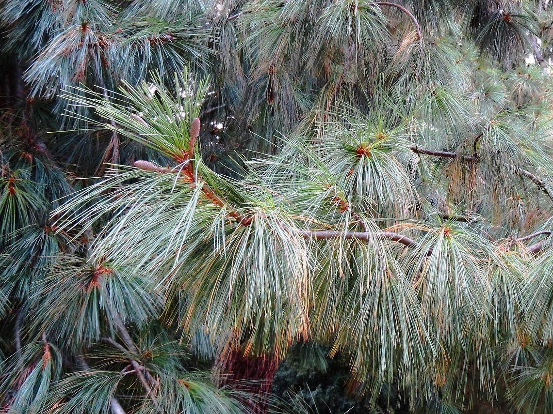 Bhutan Pine  Blue pine,Pinus wallichiana