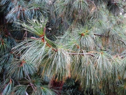 Bhutan Pine  Blue pine,Pinus wallichiana