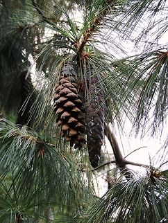 Bhutan Pine cones  Blue pine,Pinus wallichiana