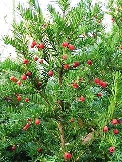 European Yew  Taxus baccata
