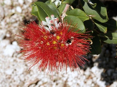 Metrosideros collina  Metrosideros collina