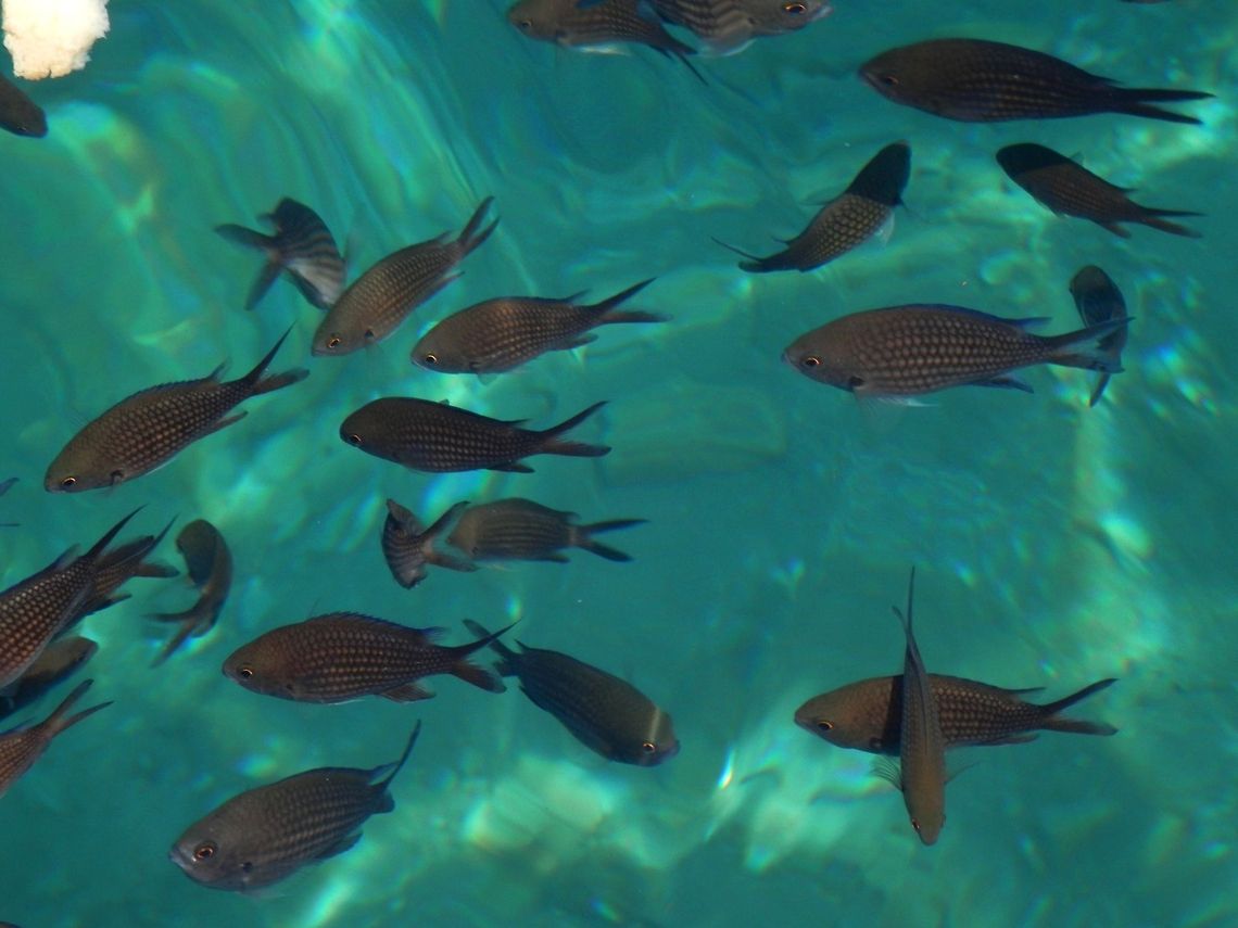 Damselfish  Chromis chromis,Geotagged,Greece,Santorini,Spring