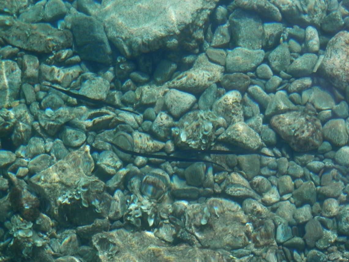 Pipefish? I was trying to shoot some fish when I noticed these strange shades moving in the water. Geotagged,Greece,Santorini