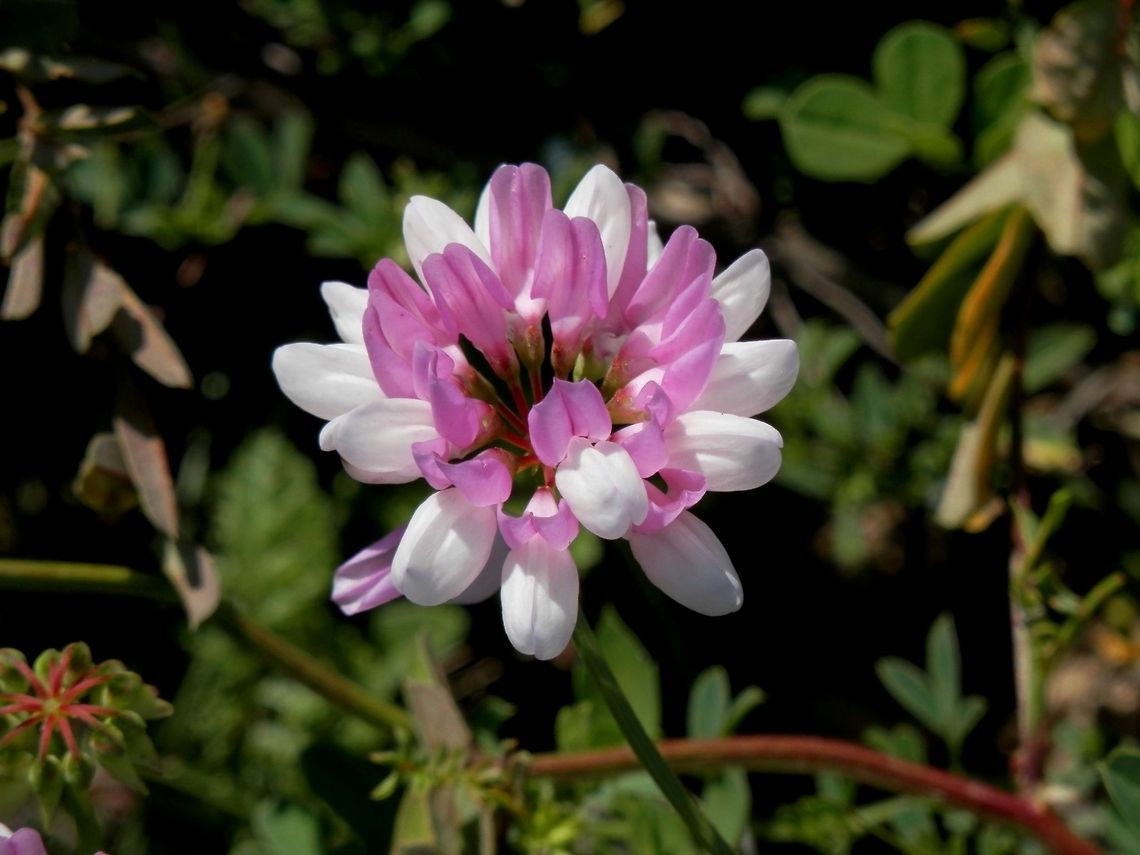 Crown Vetch  Bulgaria,Crown vetch,Securigera varia