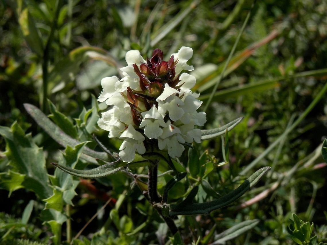 Cut-leaf Self-heal  Bulgaria,Cut-leaf Self-heal,Prunella laciniata