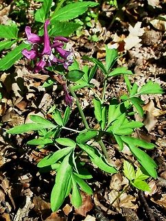 Hollow root  Bulgaria,Corydalis cava,Hollow root