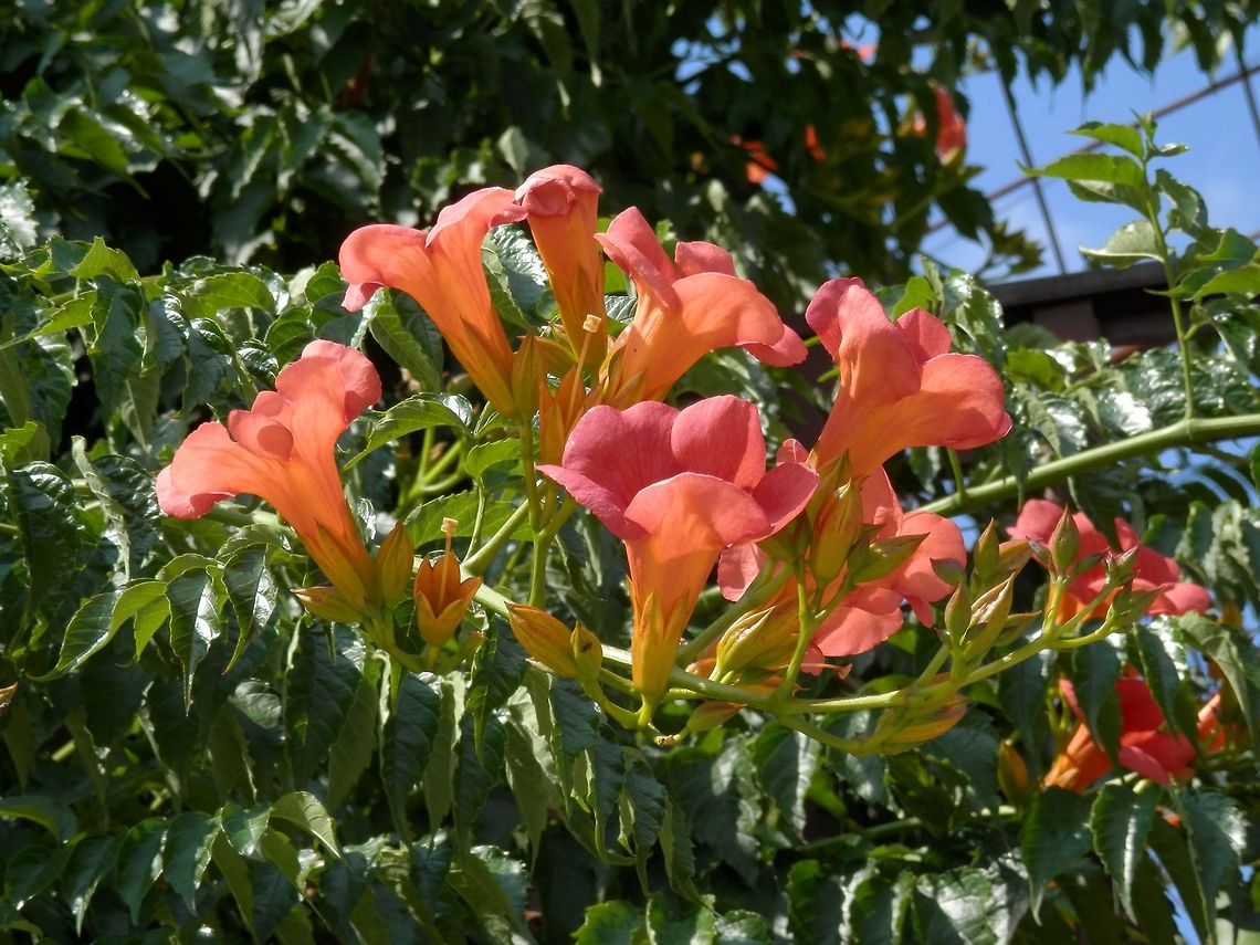 Trumpet Vine  Campsis radicans,Trumpet vine