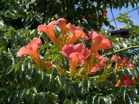 Trumpet Vine  Campsis radicans,Trumpet vine